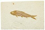 Detailed Fossil Fish (Knightia) - Wyoming #244202-1